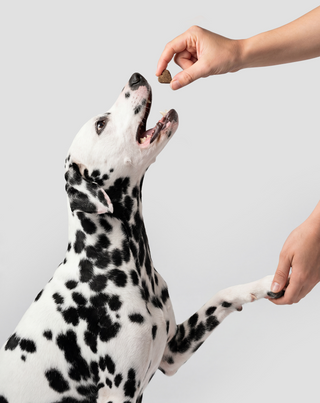 Joint & Bone Support complementary karma for dogs for joints and bones Oggo 180 g - 6
